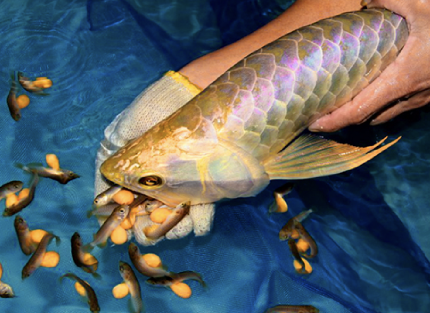 13 người nghi bị ngộ độc sau khi ăn trứng cá Rồng